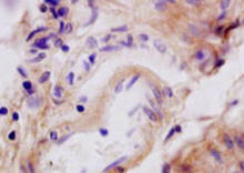 Tenascin staining in rat pancreas. Formalin-fixed paraffin-embedded rat pancreas tissue is stained with Tenascin Antibody (Cat. No. 251411) used at 1:200 dilution.